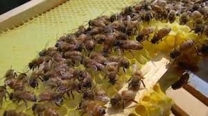 While her house undergoes repairs, fiercely independent senior helen (oscar winner burstyn) moves into a nearby retirement community ― just temporarily. Queen Bee Piping On Summer Solstice Bee Bee Keeping Queen Bees