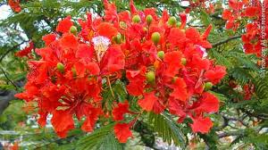 Red blooms, red leaves, and red berries! Brilliant Royal Poinciana Flamboyant Virgin Islands