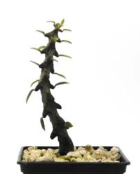 Image result for Ceropegia gracilior