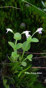 Image result for Craterostigma newtonii