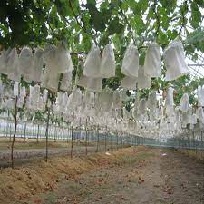 We did not find results for: Prevent Grape Fruit Tree Mosquitoes Anti Bird Drawstring Net Bag 50pcs Agriculture Pest Control Tool Plants Fruit Protection Bag Grow Bags Aliexpress