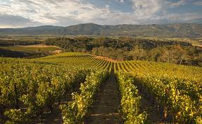 All plant material purchased now will be scheduled to ship in the spring. Merryvale Vineyards