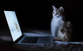 57 laptop hd wallpapers and background images. Hd Wallpaper Laptop Cat Wallpaper Flare