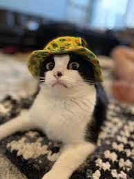 Everyone Needs To Know Very Urgently That The Dog Hat Also Works For Cats And It Will Be The Greatest 3 99 You Will Ever Spend In Your Life Aldi