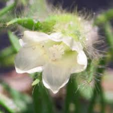 Image result for Xenostegia pinnata