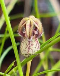 Image result for Ceropegia rendallii