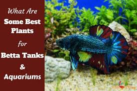 Best Plants For Betta Fish 9 Live Varieties They Will Love Betta Fish Tank Betta Fish Care Fish Tank Plants