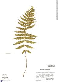 Image result for Amauropelta