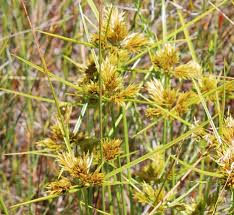 Image result for Pycreus polystachyos