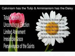 Calvinism Vs Arminianism Tulip Vs Daisy Christian Jokes Christian Memes Calvinism