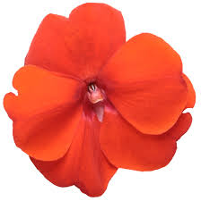 Image result for Impatiens apiculata