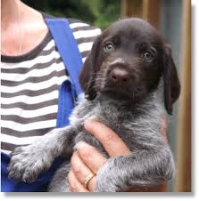 German Wirehaired Pointer Amp Deutsch Drahthaar German Wirehaired Pointer Pointer Puppies German Shorthaired Pointer