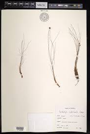 Image result for Bulbostylis filamentosa