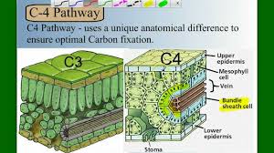 Check spelling or type a new query. Photosynthesis Part 5 C4 And Cam Youtube