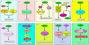 Konsumen tipe ini biasanya tidak banyak bicara. Ijms Free Full Text Tipe Family Of Proteins And Its Implications In Different Chronic Diseases