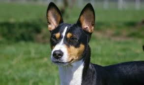 The basenji is an elegant dog with long legs and a level back. Basenji Breed Information