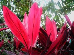 Cordyline Rubra Tropical Landscaping Plants Flowers
