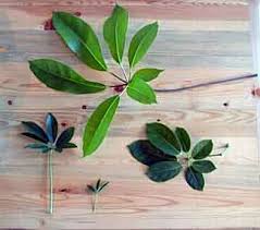 Remove larger leaves to encourage leaf size reduction. Schefflera The Indestructible Bonsai