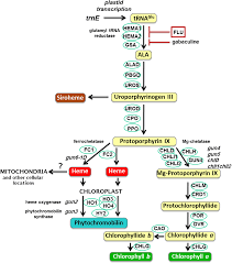 A model for tetrapyrrole synthesis as the primary mechanism for  plastid-to-nucleus signaling during chloroplast biogenesis