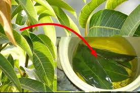 Berikut manfaat mangga untuk kesehatan. Jangan Cuma Makan Buahnya Siapa Sangka Minum Air Rebusan Daun Mangga Setiap Hari Ampuh Sembuhkan Penyakit Berbahaya Ini Semua Halaman Sajian Sedap