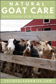 All Natural Goat Care Solutions In 2020 Goat Care Goats Goat Herding