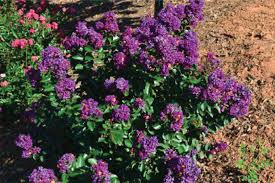 What is a dwarf lilac tree? Deep Purple Lilac Trees
