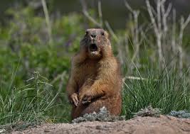 Check spelling or type a new query. 8 Tips To Get Rid Of Groundhogs And Protect Your Garden