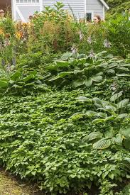 The website also provides access to a database and images of herbarium specimens found at the university of south florida and other herbaria. Shade Ground Cover Perennials That Will Keep The Weeds Down Gardening From House To Home