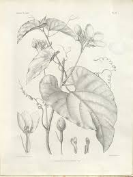 Image result for Cogniauxia