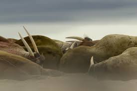 Image result for walrus