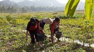 Monokultur legum tarum (p7) 31 hst. Dinas Ketahanan Pangan Pertanian Dan Perikanan Kota Banjarbaru