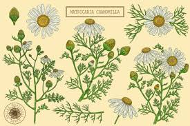 Medical Chamomile Matricaria Chamomilla Grafik Von Snowstorm's Box ·  Creative Fabrica
