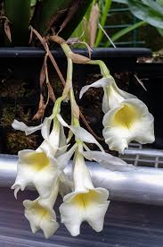 We did not find results for: The Rhs Orchid Committee Sur Twitter Trichopilia Turialbae Epiphytic Orchid Native To Nicaragua Costa Rica Panama And Western Colombia In Rainforests At 500 1200m Fragrant Flowers Flowerphotography Orchidee Orquidea Orquideas Photography