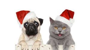 Mini Chien Chien Miniature Spitz Nain Pomeranien Aux Pattes Blanches Mini Chien 40 Petites Boules De Poils A Croquer Chien Noel Animaux De Noel Chien