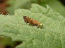 Hier lernst du den kasus zu bestimmen: Kreuzung Aus Schmetterling Und Zikade Insekten Insecta Das Neue Naturforum