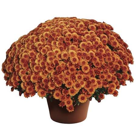Coleus Kong Jumbo Sapling