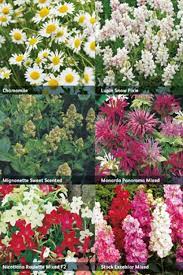 Rhs Collection 6x Fragrance Flowers Seeds Seeds Tuinzaden Eu