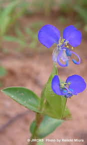 Image result for Commelina