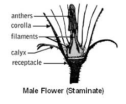 And now a few pictures of how the flowers and buds look of female cannabis plants. Pollination Of Vegetable Crops Uga Cooperative Extension