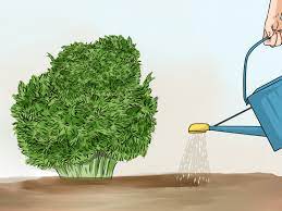 Harden off for a few. How To Divide A Phlox Plant 12 Steps With Pictures Wikihow