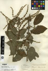 Image result for Gouania scandens