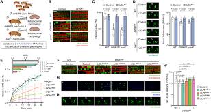Maybe you would like to learn more about one of these? Loss Of Uchl1 Rescues The Defects Related To Parkinson S Disease By Suppressing Glycolysis Science Advances