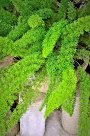 The main care you need to provide to your asparagus fern outdoors is watering and fertilizing. Learn How To Grow Asparagus Fern Gardener S Path