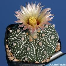 Image result for Thesium asterias