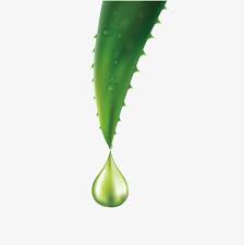 A Drop Of Aloe Vera Essential Oil Vector Material Aloe Vera Vector Drop Vector Png Transparent Clipart Image And Psd File For Free Download Aloe Vera Essential Oil Aloe Vera Aloe