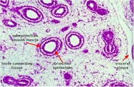 These cells secrete 'surfactant' which decreases the surface tension. Sh Lecture Respiratory System Development Embryology