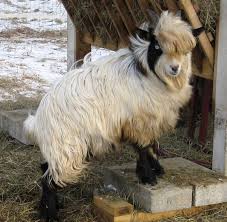 Mulberry Meadow Mini Silkies Br Elwell Michigan Cute Goats Goats Fainting Goat