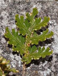 Image result for Selaginella imbricata