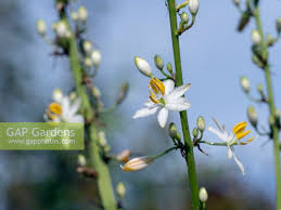 Image result for Chlorophytum bowkeri