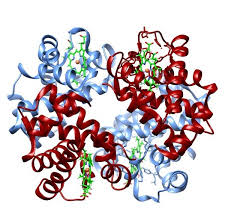 Increased affinity is caused by a conformational change, or a structural change in the hemoglobin molecule. Oxygen Hemoglobin Dissociation Curve Wikipedia